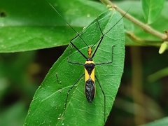 Zelus fasciatus