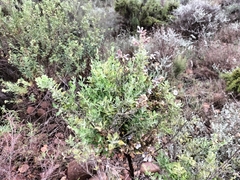 Salvia chamelaeagnea