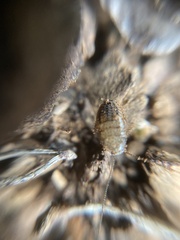 Ectobius pallidus