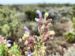 Salvia chamelaeagnea