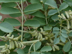 Indigofera coerulea