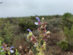 Salvia chamelaeagnea