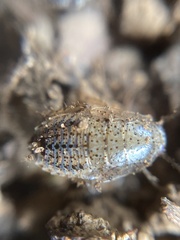 Ectobius pallidus