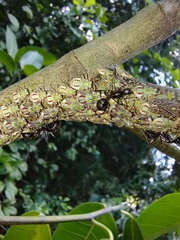 Aetalion reticulatum