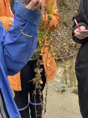 Lysimachia nummularia