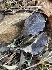Antennaria plantaginifolia