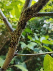 Aetalion reticulatum