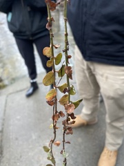 Lysimachia nummularia