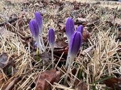 Crocus tommasinianus