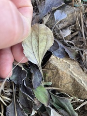 Antennaria plantaginifolia