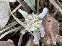 Antennaria plantaginifolia
