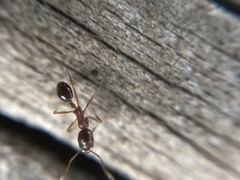 Monomorium salomonis