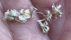 Antennaria plantaginifolia