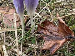 Crocus tommasinianus