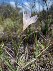 Cyrtanthus novus-annus