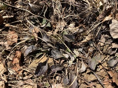 Antennaria plantaginifolia