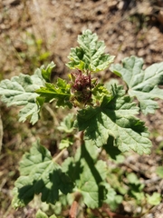 Sphaeralcea coulteri