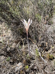 Cyrtanthus novus-annus