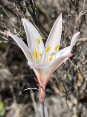 Cyrtanthus novus-annus