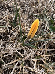 Crocus chrysanthus