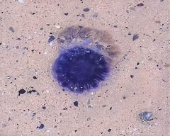 Cyanea lamarckii