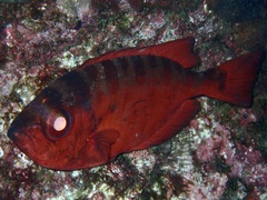 Heteropriacanthus fulgens