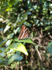 Adelpha syma