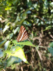 Adelpha syma