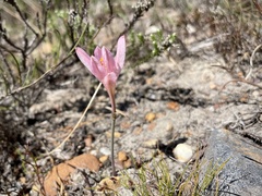 Cyrtanthus novus-annus