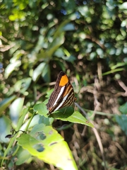 Adelpha syma