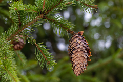 Picea × fennica