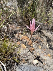 Cyrtanthus novus-annus