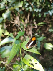 Adelpha syma