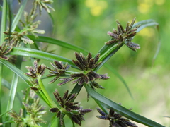 Cyperus fuscus