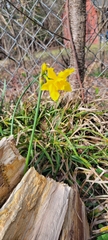 Narcissus
