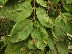 Vangueria madagascariensis