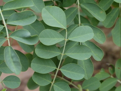 Indigofera coerulea