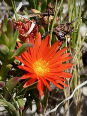 Lampranthus fergusoniae