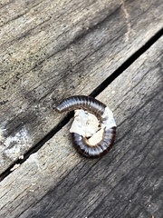 Pachyiulus flavipes