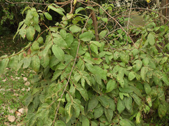 Vangueria madagascariensis
