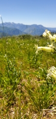 Silene oregana