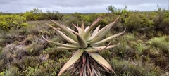 Aloe ferox