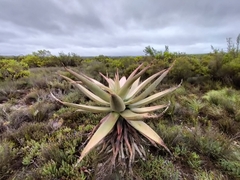 Aloe ferox