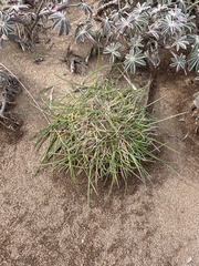 Agrostis blasdalei