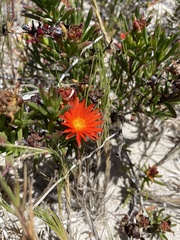 Lampranthus fergusoniae