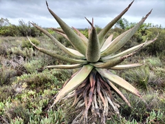 Aloe ferox