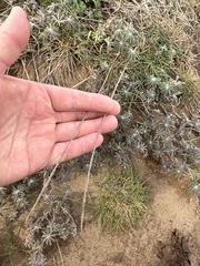Agrostis blasdalei