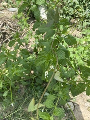 Heliotropium