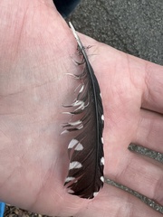 Melanerpes carolinus