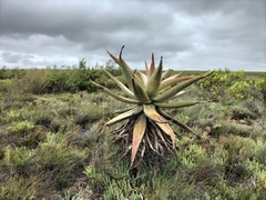 Aloe ferox